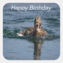 Search for wild duck stickers Wildlife