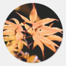 Search for 6 stickers Red