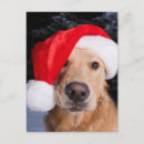Search for golden retriever christmas cards Winter