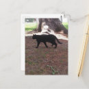 Search for strays Cute