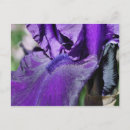 Search for deep purple postcards Floral