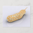 Search for bacterium postcards Microorganism