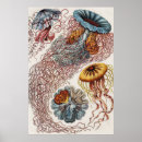 Search for underwater posters Marine life