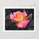 Search for peace rose postcards Yellow