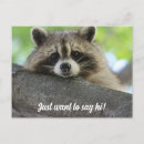 Search for funny raccoon sayings Racoon