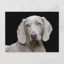 Search for weimaraners postcards Pet