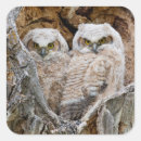 Search for great horned owls stickers Bubo virginianus