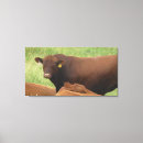Search for cows art Photography