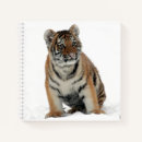 Search for tiger image Winter