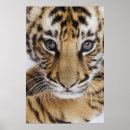 Search for endangered tigers posters Animal