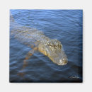 Search for gators magnets Florida