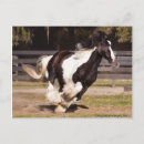 Search for gypsy vanner cards invites Horses