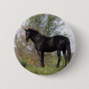 Search for thoroughbred badges Bob langrish