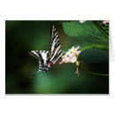 Search for tiny wings Insect