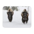 Search for rob magnets Scenic