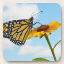 Search for black butterfly barware Photography