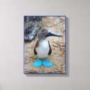 Search for footed Booby