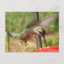 Search for hummer postcards Photography