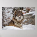 Search for winter wolves posters Photography