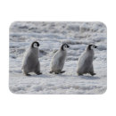 Search for chick rectangular magnets Cute baby animal