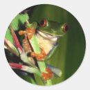 Search for tree frogs photography Cute