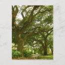 Search for savannah postcards Moss