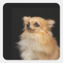 Search for pomeranian stickers Animals