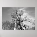 Search for alone posters Trees