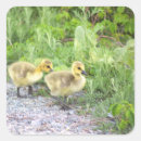 Search for gosling stickers Geese