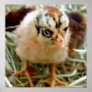 Search for mottle posters Animal