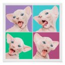 Search for hairless cat posters Pet