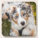 Search for dog cork coasters Young animal