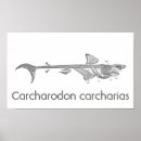 Search for great white shark posters Carcharodon carcharias