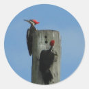 Search for woodpecker stickers Nature
