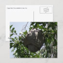 Search for hornet postcards Nature