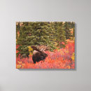 Search for bull canvas prints Antlers
