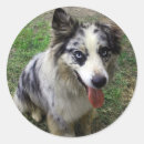Search for australian shepherd puppy stickers Herding