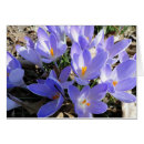 Search for spring crocus photography Nature