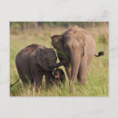 Search for elephant calf postcards Superstock