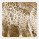 Search for kruger stickers Nature