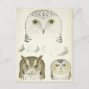 Search for hedwig postcards Bird