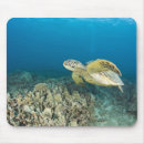 Search for invertebrate mousepads Nature