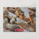Search for patagonia postcards South america