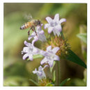 Search for honey bee tiles Insect