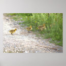 Search for gosling Wildlife