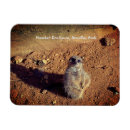 Search for mongoose magnets Meerkats