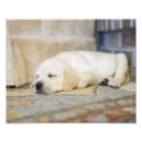 Search for labrador photography Dog