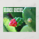 Search for flowering plants postcards Cactus