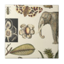 Search for insect tiles Cream