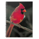 Search for cardinal notebooks Bird